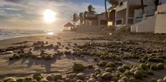 Mysterious green balls on the beach in Sonora.