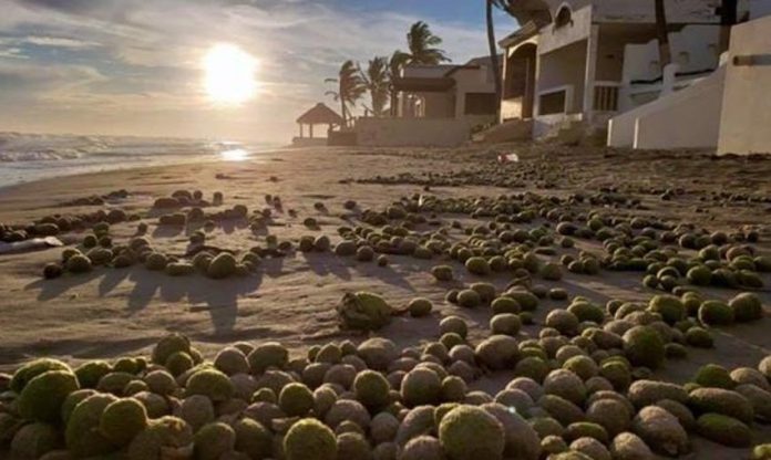 Mysterious green balls on the beach in Sonora.
