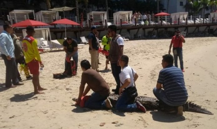 Crocodile is restrained on PV beach.