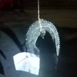 Crocodile hangs from a tree with a message attached.