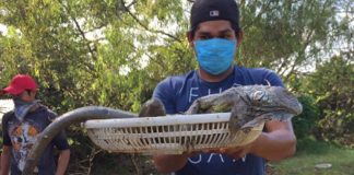 Dead fish in Nanchital, killed after oil spill.