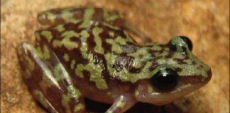 This new species of frog was found in the Manantlán Sierra.