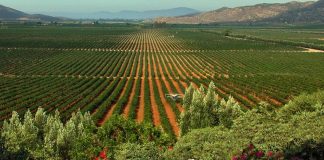 Vineyards in the Valle de Guadalupe will be getting more water.