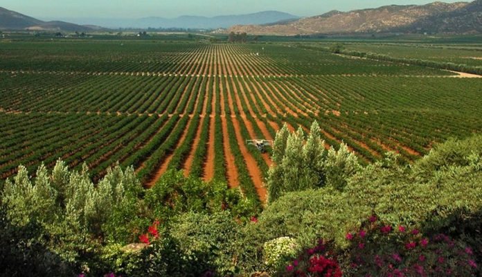 Vineyards in the Valle de Guadalupe will be getting more water.