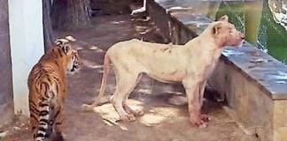 Two of the 'pets' in the Ciudad Juárez home.