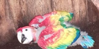The young macaw, born in the wild in Veracruz.
