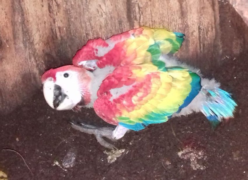 baby red macaws