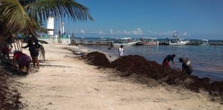 Sargassum clean-up in Puerto Morelos.