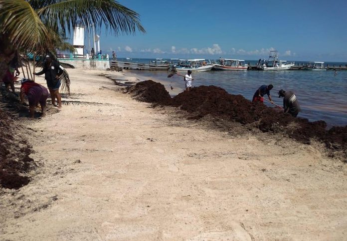 Sargassum clean-up in Puerto Morelos.