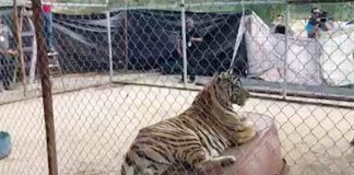 One of the Bengal tigers seized in Sonora.