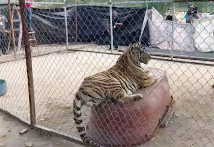 One of the Bengal tigers seized in Sonora.