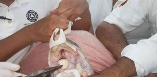 A spoon is removed from turtle's mouth in Oaxaca.