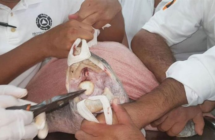 A spoon is removed from turtle's mouth in Oaxaca.