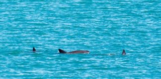 Vaquita porpoises.