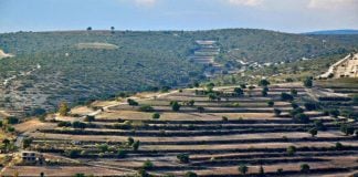 The Mixteca Alta under cultivation.
