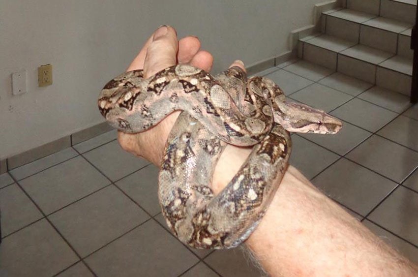 The author with a boa found on a construction site.