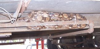 The boa constrictor trapped on a motorhome.