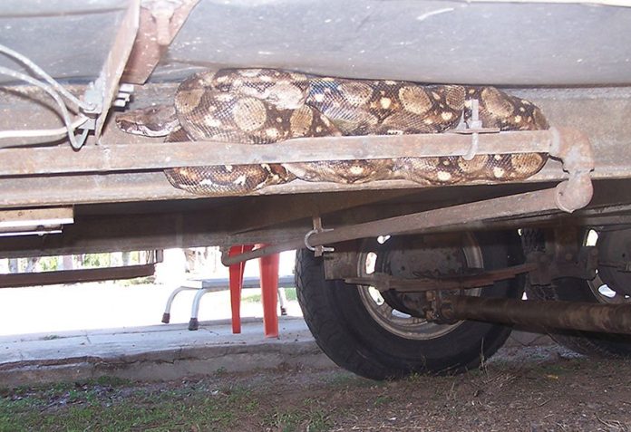 The boa constrictor trapped on a motorhome.
