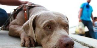 Bolillo, in pursuit of the American Dream.