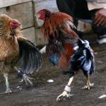 Intangible cultural heritage?