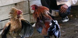 Intangible cultural heritage?