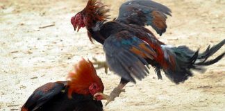 Not permitted in Veracruz.