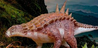 This dinosaur roamed what is now Coahuila some 70 million years ago.