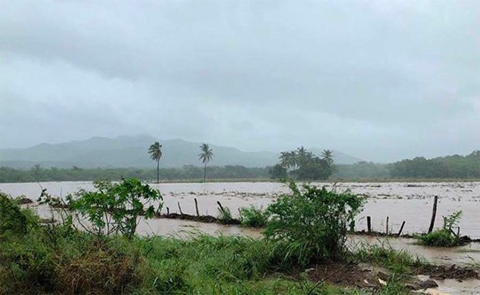 Flooding in Tomatlán, Jalisco, has devastated the crops of small producers.