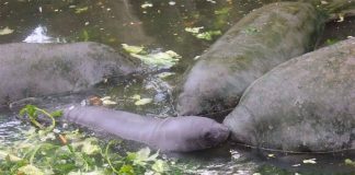 Dead manatees in Tabasco.