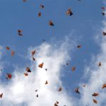 Monarch butterflies en route from the US and Canada.