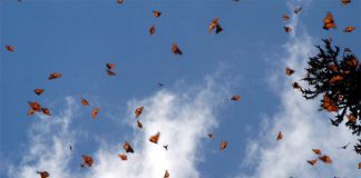Monarch butterflies en route from the US and Canada.