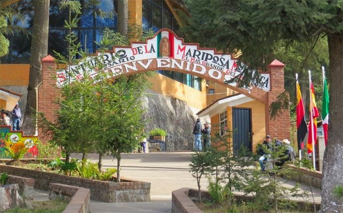 The Rosario monarch sanctuary in Michoacán.