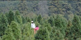 A Christmas tree plantation in Puebla.