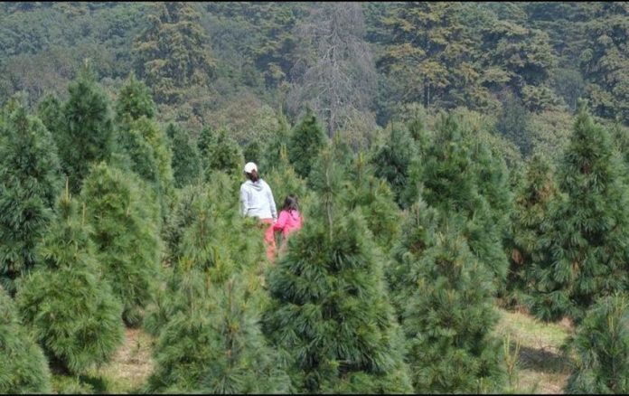A Christmas tree plantation in Puebla.