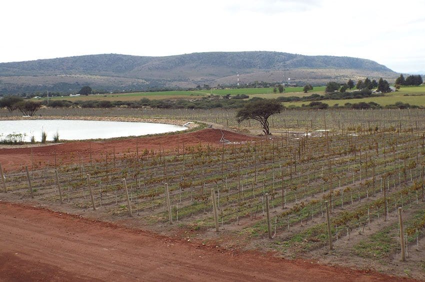 The vineyards at Tres Raíces.