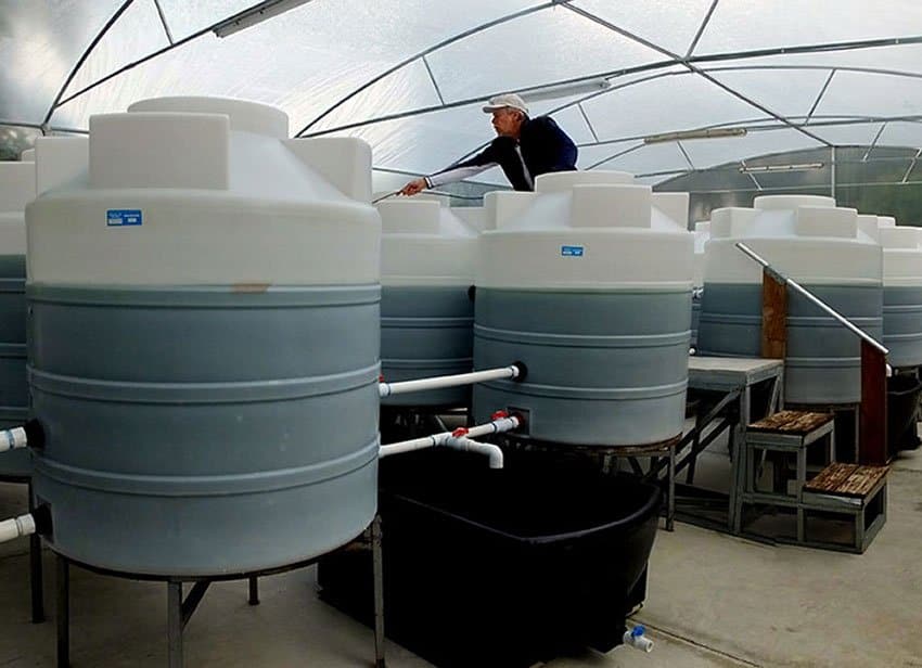 Interconnected vats of spirulina in a hothouse warmed to 40 C.