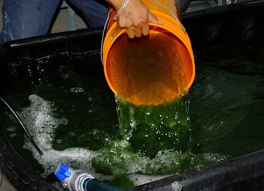 Stirring up the spirulina as it passes through a silk screen.