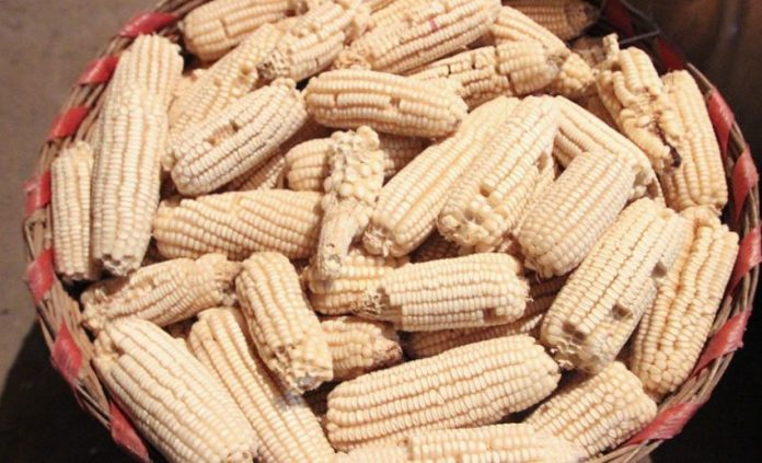 AMLO has declared himself against GM corn.