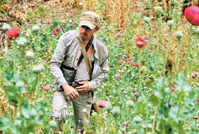 Guerrero farmers have been devastated by the collapse in opium prices.