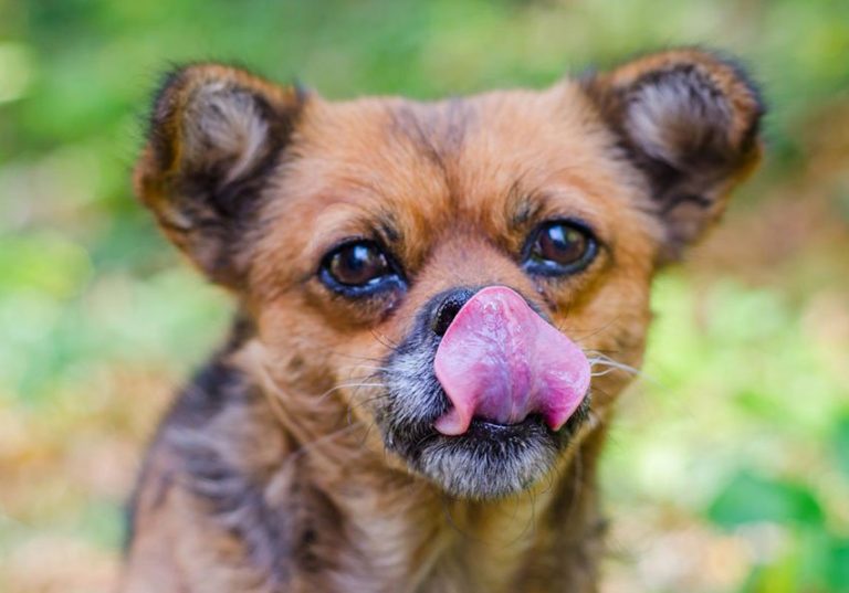 Societal change has elevated pets to the status of people