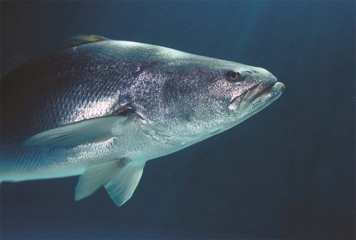 The totoaba's swim bladder is popular in Asia.