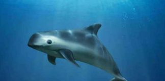 The vaquita porpoise is the focus of a letter by scientists to President López Obrador.
