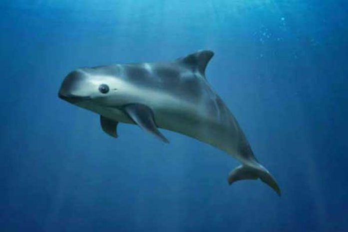 The vaquita porpoise is the focus of a letter by scientists to President López Obrador.