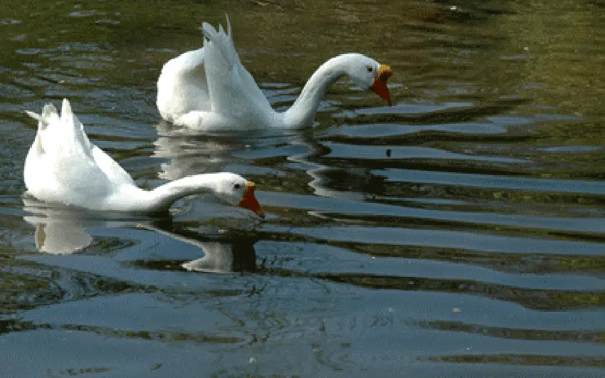 Geese at Balneario Agua Caliente.