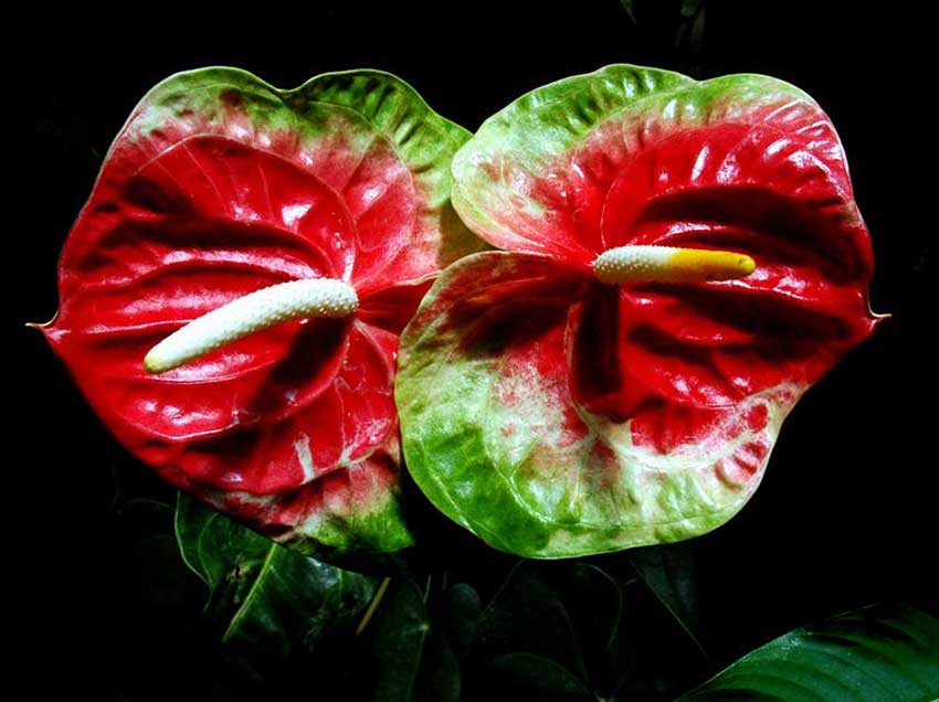 One of the 1,901 varieties of Anthurium flowers.