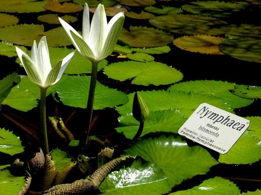 Exotic “Purple Island” water lilies.