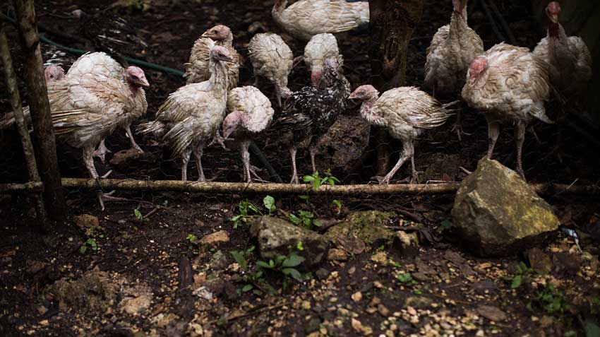 Free-range chickens at Woolis Farm.