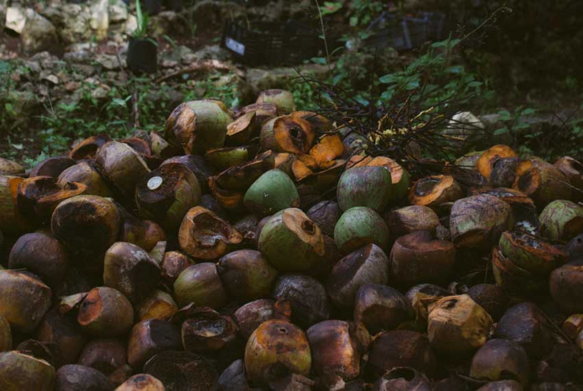 Remains of coconuts will eventually become compost and fertilizer.