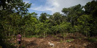 Heaps of compost occupy an open space in the jungle of Woolis Farm.
