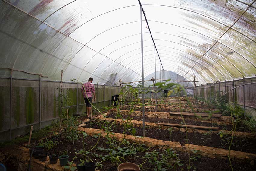 Jervis walks through the greenhouse at Woolis Farm
